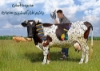 صورة نرم افزار مدیریت گاوشیری