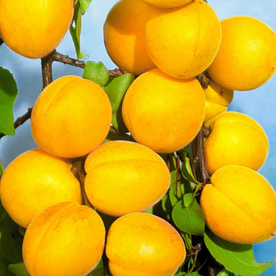 Picture of نهال زردآلو انبه ای پایه میروبالان 