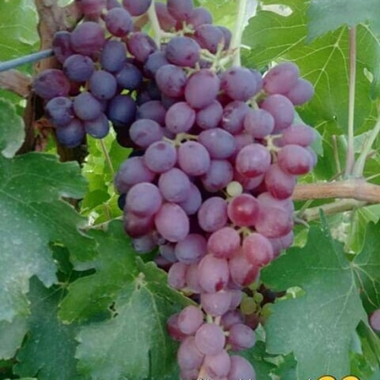 Picture of نهال انگور ترکمن 4 ( مویز )