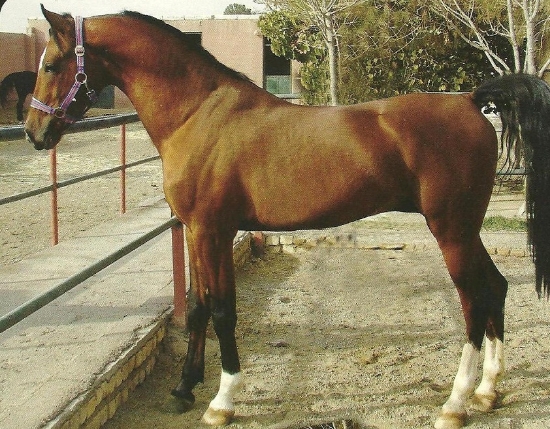 صورة آزمون انساب اسب