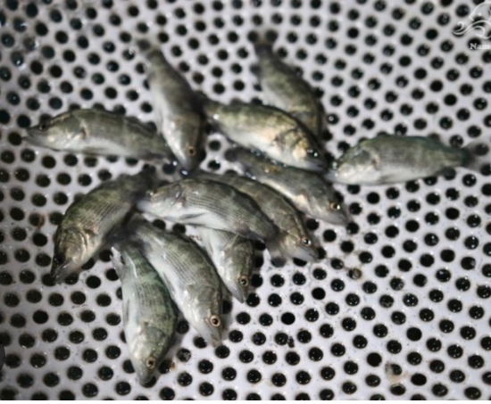 Picture of بچه ماهی سیباس آسیایی