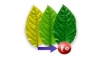 صورة  کود IRON Plus سپیدار